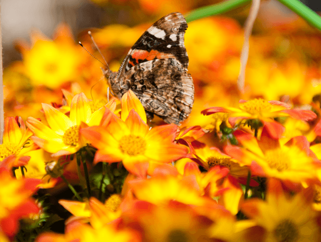 Beedance Hybrid bidens