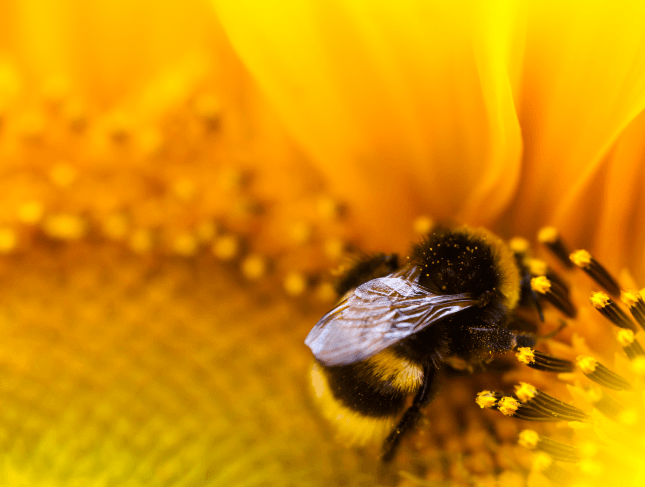 BEEDANCE loved by bees