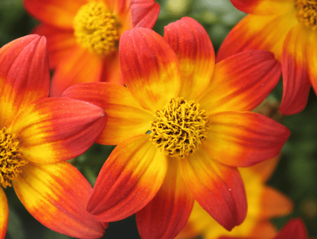 Beedance painted red | Hybrid bidens