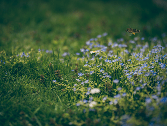 BEEDANCE loved by bees